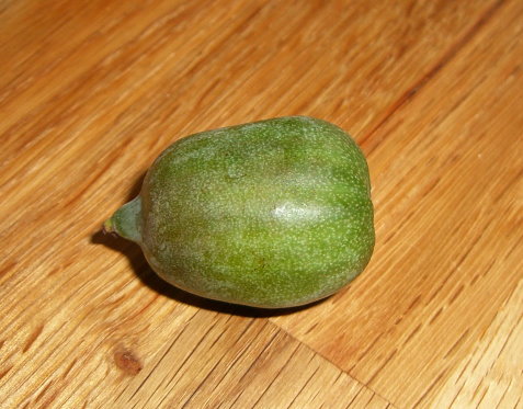 kiwi.jpg