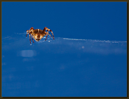 Hängt nur rum und spinnt - Gartenkreuzspinne -Araneus diadematus-