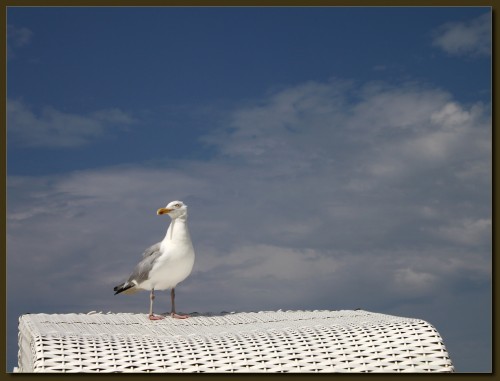 Möwe Besetzter Strandkorb - Spiekeroog