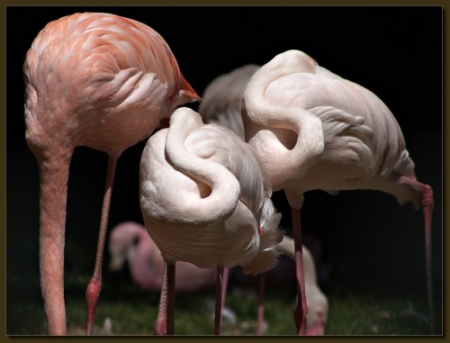 Flamingos ohne Köpfe - Zoo Wuppertal