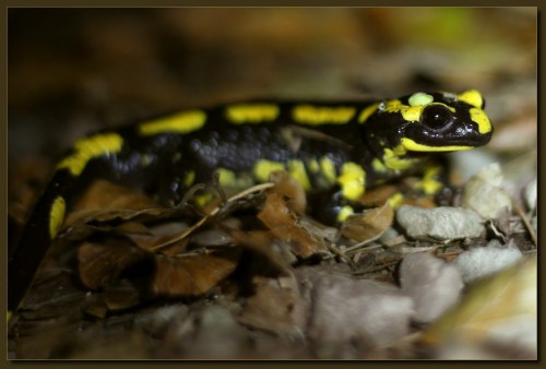 Feuersalamander - Wegenarr - Salamandra salamandra