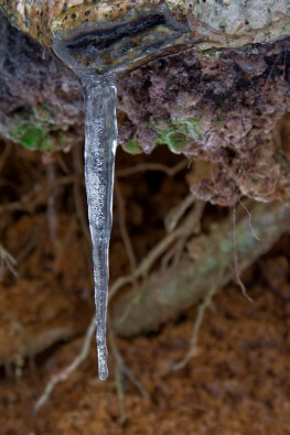 Eiszapfen, Flechten und Erde - eine bunte Mischung