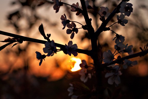 Blüten vor der untergehenden Sonne
