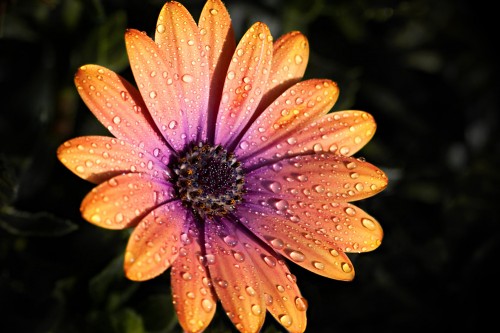 Gerbera