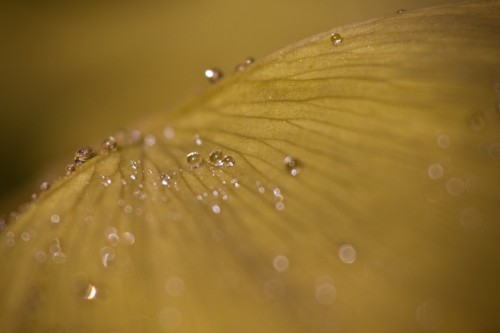 Wassertropfen auf Ginko