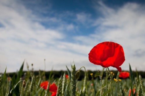 Mohn