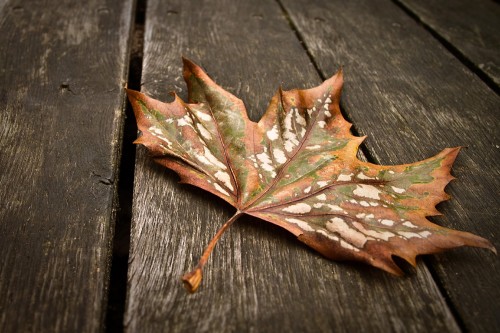 Herbstblatt - die Farben des Herbstes